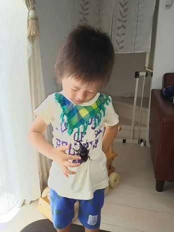 4日・国産のカブトムシとキャンカーレンタル!