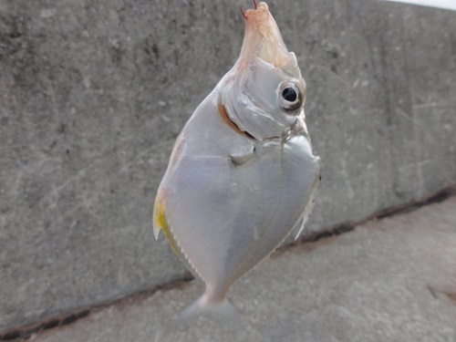 21日・父の日のプレゼント!