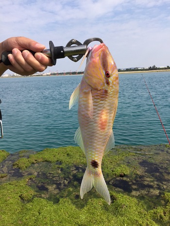 18日・30UPのオジサンが釣れました!