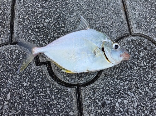 15日・釣りからのー家庭訪問