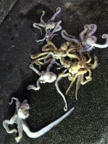 19日・夜海ガイド(よるうみガイド)の詳細!