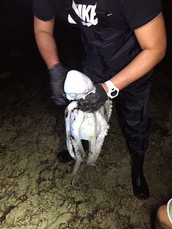 15日・スーパームーンは泡瀬でシガヤーダコ!