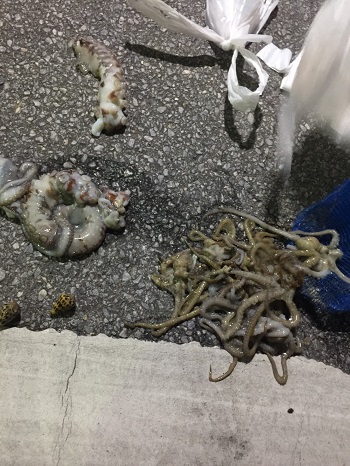 30日・シガヤーダコとシマダコの買取!