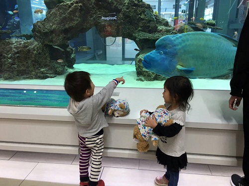 27日・マイキューが届きました!