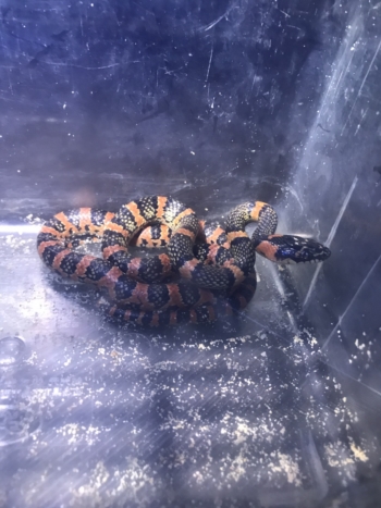 3日・GW1日目!夜探検でアカマタげっとん!