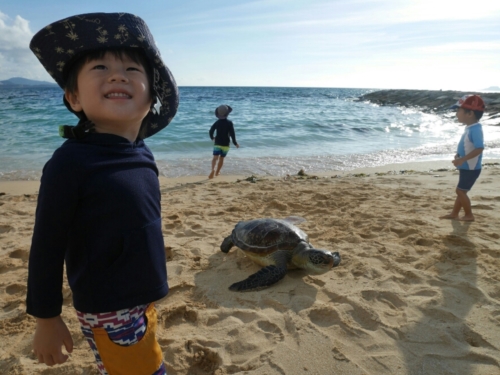 12日・タイガービーチでウミガメ発見!
