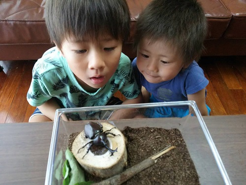 6日・カブトムシに大喜び!