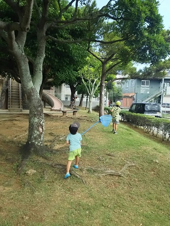 12日・小学校でセミ獲り!
