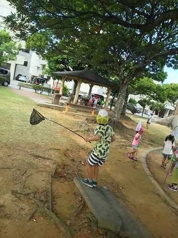 12日・小学校でセミ獲り!