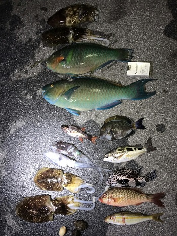 19日・夜の素潜りが楽しすぎる!