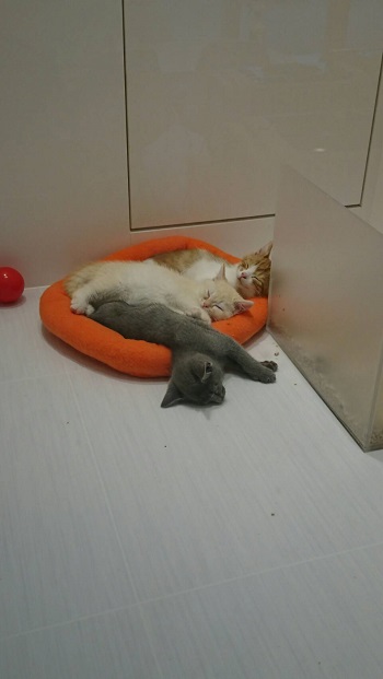 29日・ラグナ新年会!