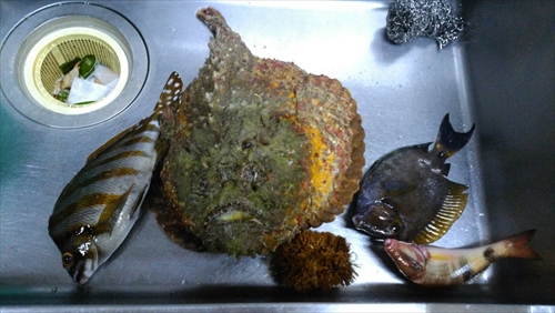 26日・4キロのオニダルマオコゼ!