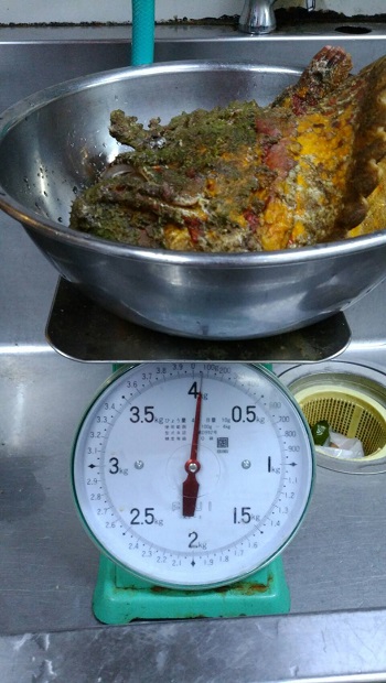 26日・4キロのオニダルマオコゼ!