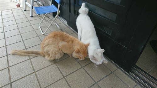 2日・ライカムからのカメ公園!