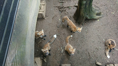 29日・蔵王キツネ村リベンジ成功!