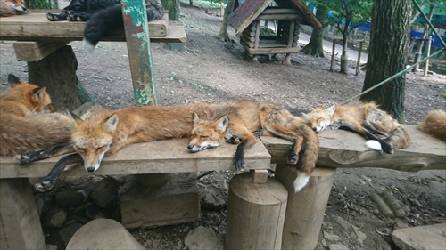 29日・蔵王キツネ村リベンジ成功!