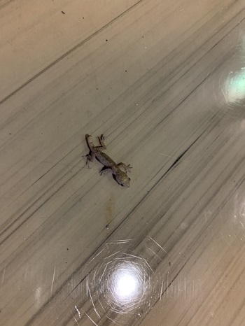 22日・ヤモちゃん手づかみ・・・