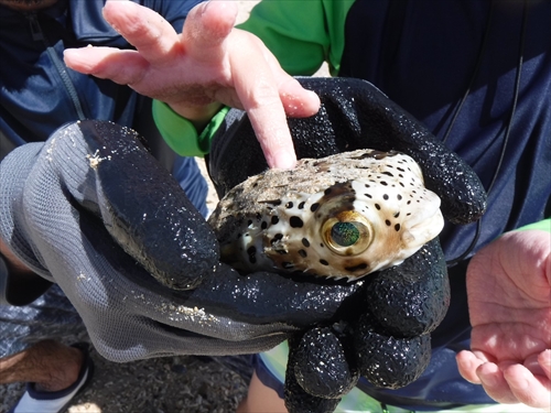 29日・ゴリラチョップシュノーケルからの花人逢!