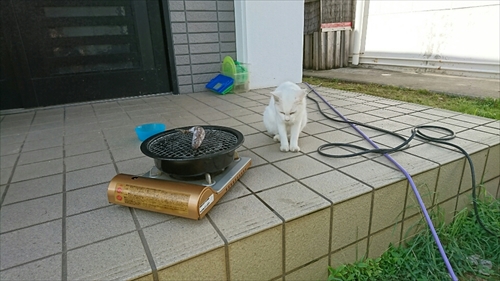 26日・タコ三昧!