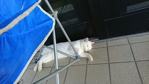 26日・タコ三昧!