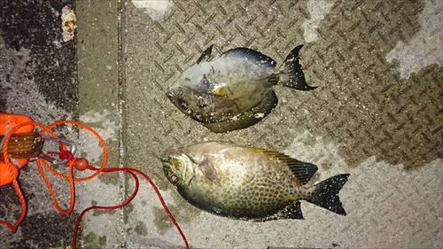 27日・三夜連続の素潜り!