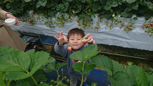 1日・帰省4日目はいちご狩りと温泉宿!
