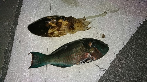 2日・夜の素潜り!