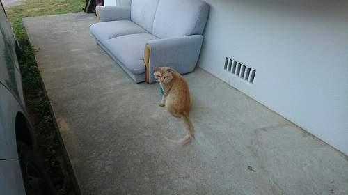 5日・インフル6日目!