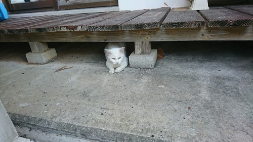 5日・インフル6日目!