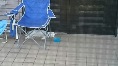 8日・キャンカーで格闘技観戦!