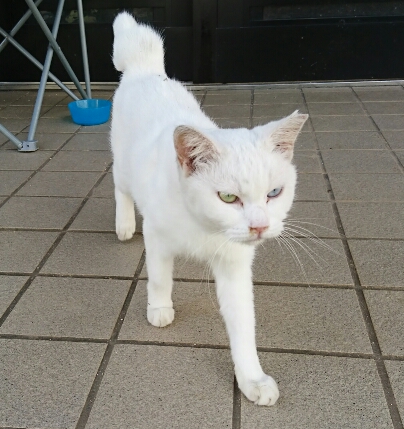 8日・キャンカーで格闘技観戦!