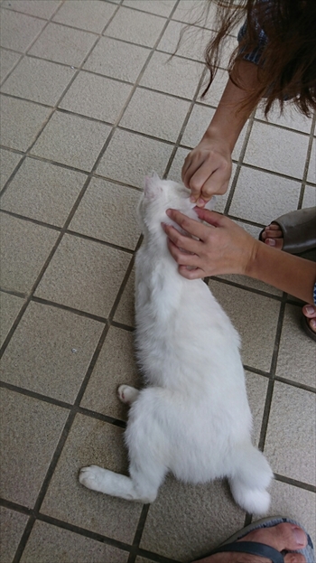 14日・猫用レボリューションが届きました!