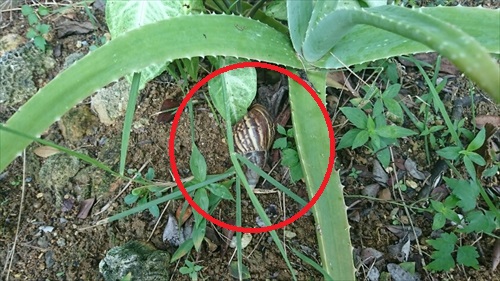 21日・無双の雪塩ラーメン!