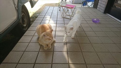 26日・ゴーゴーカレーに行って来ました!