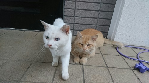 27日・ラストガリバー!