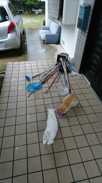 28日・久々に大きな台風でした!