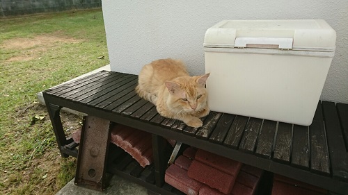 29日・5台目の自転車げっとん!