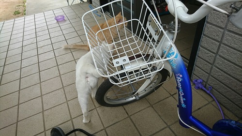 29日・5台目の自転車げっとん!