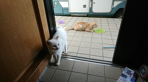 1日・サーファー専用のGショック!