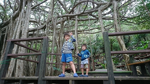 4日・沖縄観光旅行A辺戸岬、大石林山編。