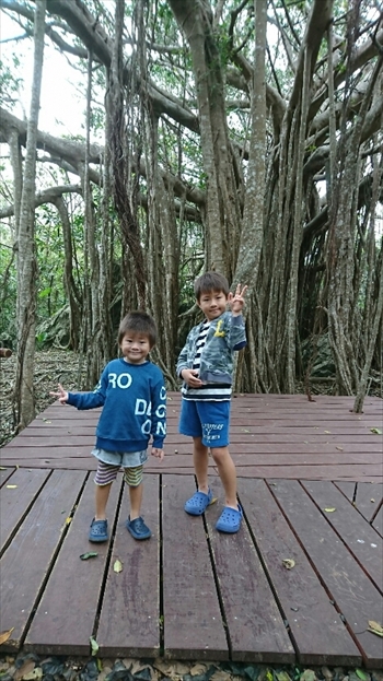 4日・沖縄観光旅行A辺戸岬、大石林山編。