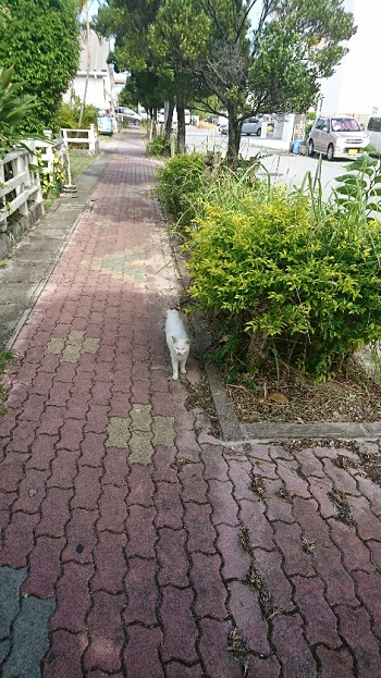 6日・猫の散歩!