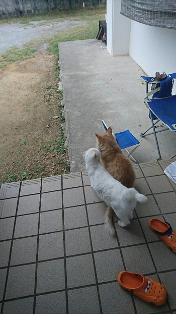 11日・田中律子のヨガ教室!