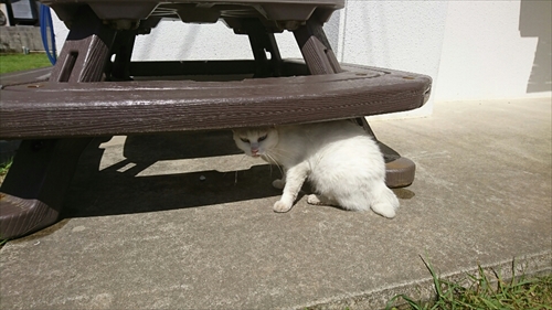 17日・免許の更新!