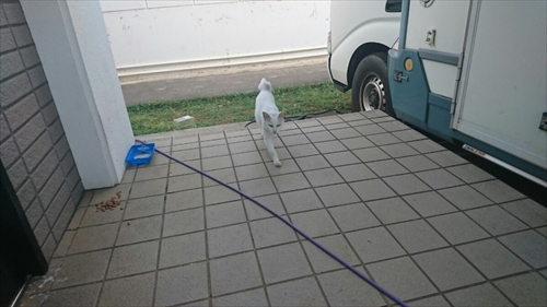 17日・免許の更新!