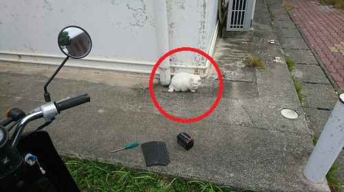 2日・原付のバッテリー交換!