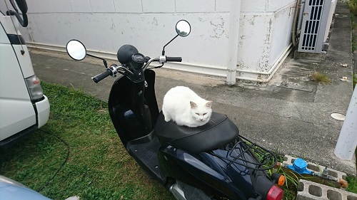 7日・年賀状印刷とホームページ作成と。