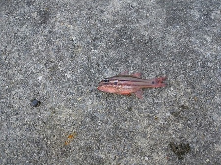 8日・漢那漁港で釣り!