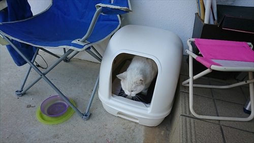 14日・ニャーコがお家を気に入りました!