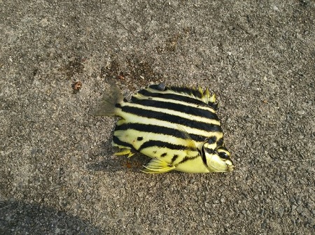 8日・漢那漁港で釣り!